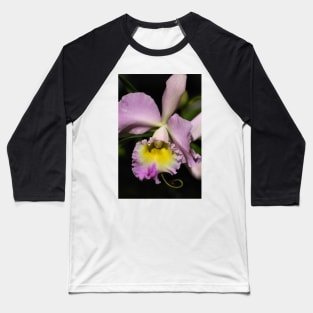 Cattleya Orchid in Pink & Mauve Baseball T-Shirt